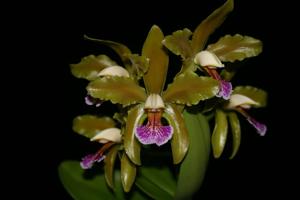 Cattleya granulosa