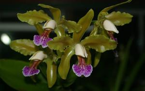 Cattleya granulosa