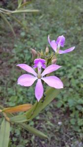 Epidendrum flexuosum