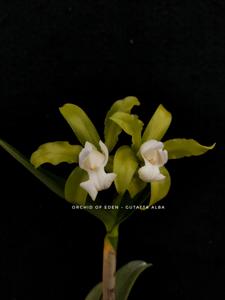 Cattleya guttata