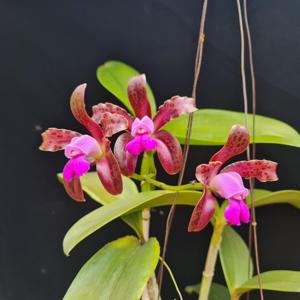 Cattleya guttata