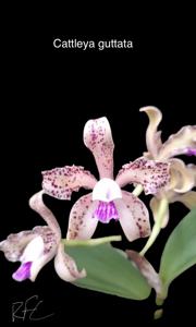 Cattleya guttata