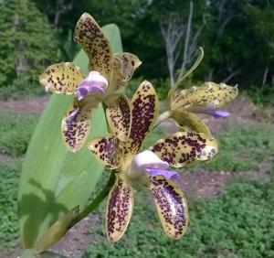 Cattleya guttata