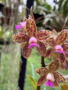 Cattleya guttata