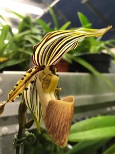 Paphiopedilum glanduliferum