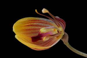 Restrepia nittiorhyncha