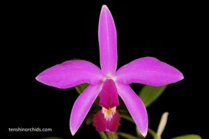 Cattleya violacea