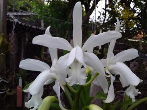 Cattleya intermedia