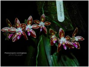 Phalaenopsis corningiana