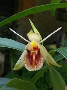 Coelogyne fimbriata