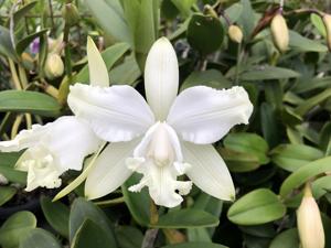 Cattleya intermedia