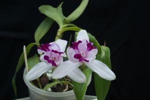 Cattleya intermedia