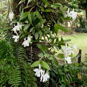 Cattleya intermedia