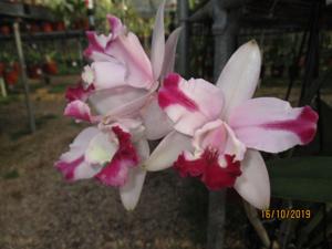 Cattleya intermedia