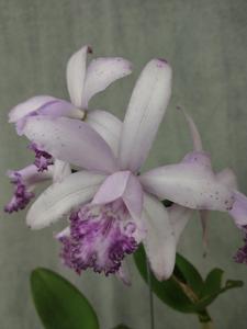 Cattleya intermedia