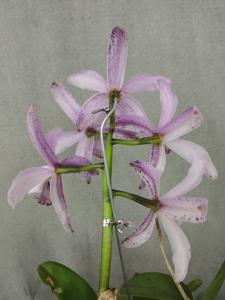 Cattleya intermedia