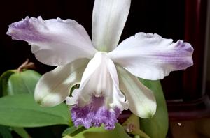 Cattleya intermedia