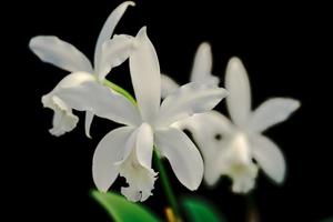 Cattleya intermedia