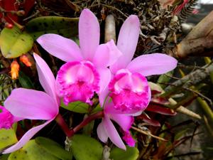 Cattleya intermedia