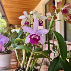 Cattleya intermedia