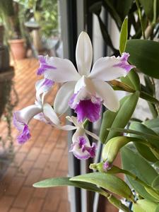 Cattleya intermedia