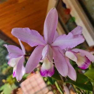 Cattleya intermedia