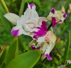 Cattleya intermedia