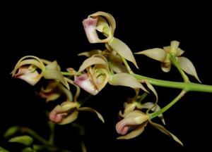 Mormodes oestlundiana