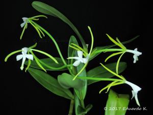 Epidendrum leucochilum