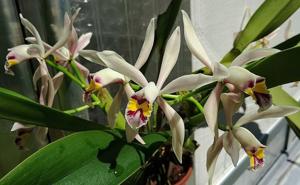 Cattleya iricolor