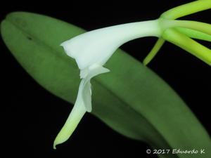 Epidendrum leucochilum