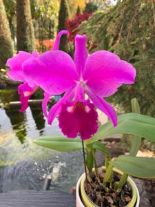 Cattleya jenmanii