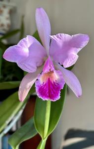 Cattleya jenmanii