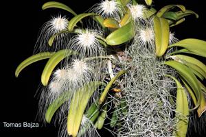 Bulbophyllum medusae