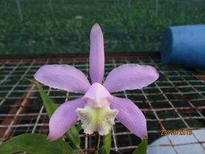 Cattleya kerrii