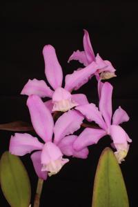 Cattleya kerrii