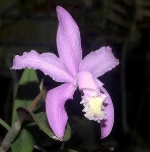 Cattleya kerrii