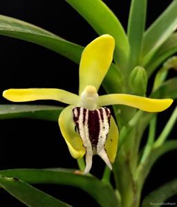 Vanda cristata