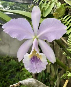 Cattleya labiata