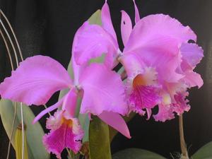 Cattleya labiata