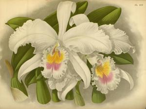 Cattleya labiata