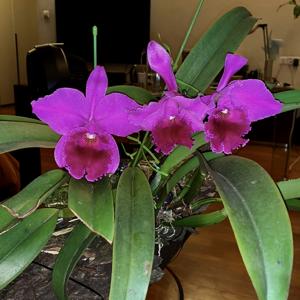 Cattleya labiata