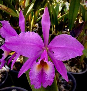 Cattleya labiata