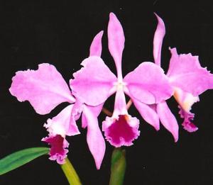 Cattleya labiata