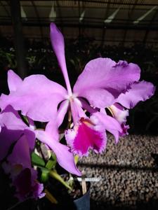 Cattleya labiata