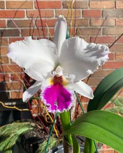 Cattleya labiata