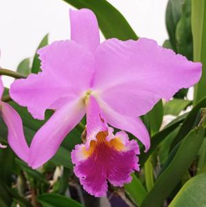 Cattleya labiata