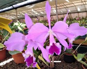 Cattleya labiata