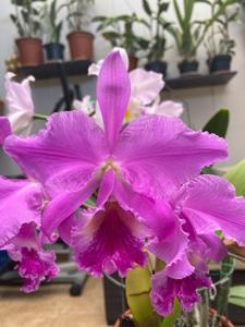 Cattleya labiata