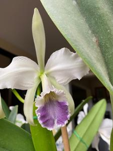 Cattleya labiata